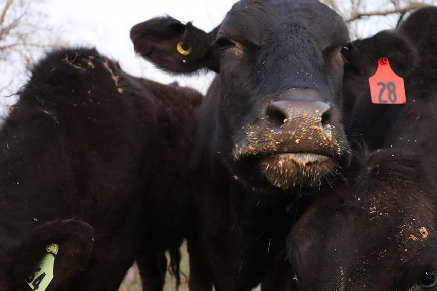 Read more about the article Beef Production Course (2019)